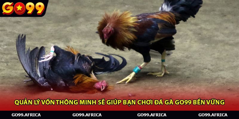 Quản lý vốn thông minh sẽ giúp bạn chơi đá gà Go99 bền vững